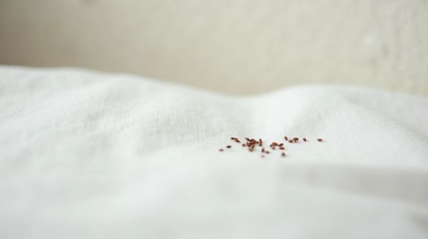 Nid de punaise de lit : astuces pour les détecter facilement